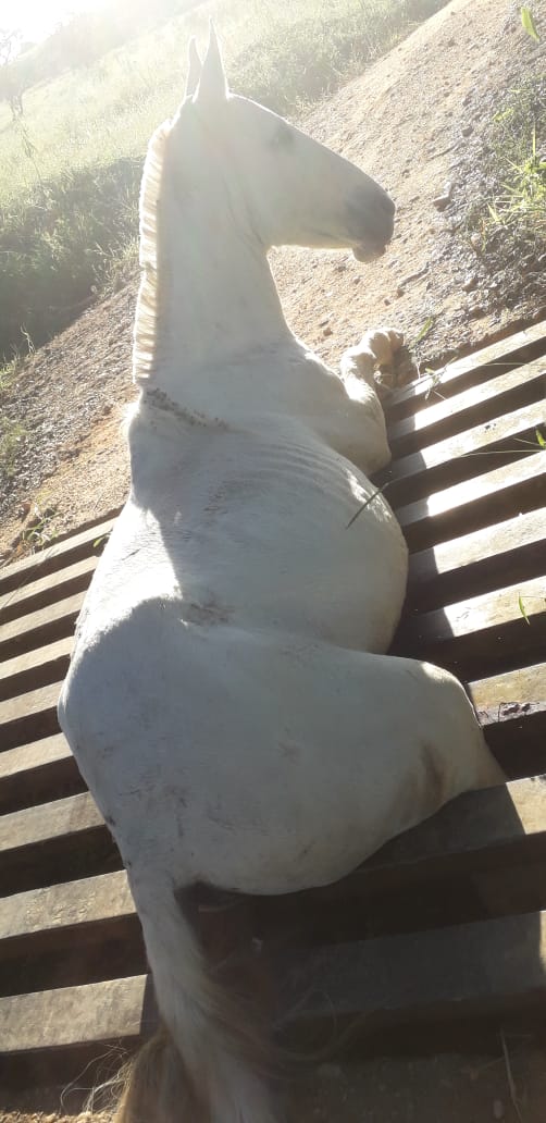 Resgatado cavalo preso em “mata-burro” – Barbacena Online