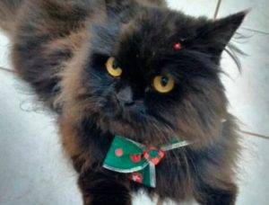 Gata desaparecida por 33 dias é encontrada em estado de desidratação - luna 040325 1