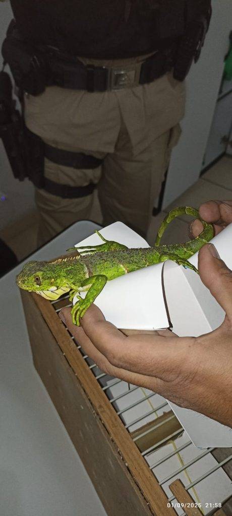 Grupo recebe multa de mais de R$ 200 mil por transportar animais silvestres em Ressaquinha - Imagem do WhatsApp de 2025 09 02 as 07.30.13 22bdffdb 1