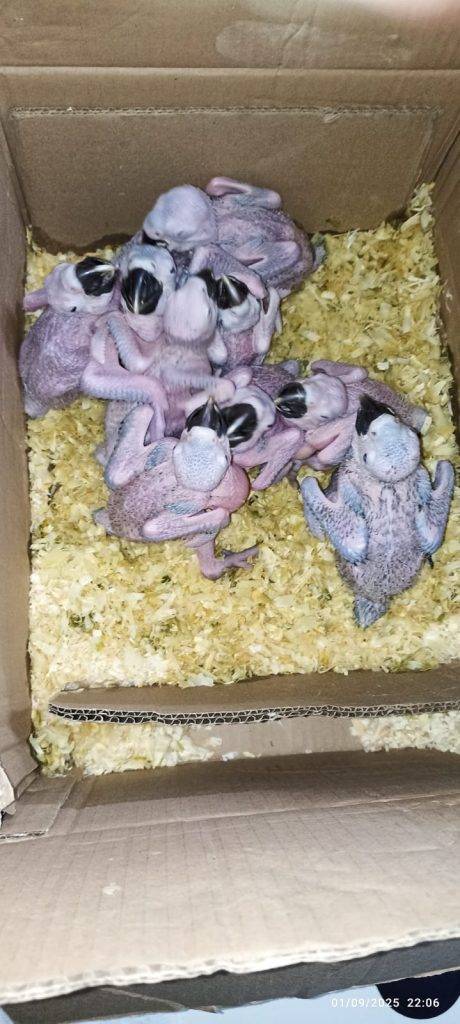 Grupo recebe multa de mais de R$ 200 mil por transportar animais silvestres em Ressaquinha - Imagem do WhatsApp de 2025 09 02 as 07.30.13 f7e6e4f8