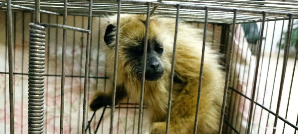 Grupo recebe multa de mais de R$ 200 mil por transportar animais silvestres em Ressaquinha - Imagem do WhatsApp de 2025 09 02 as 07.30.14 eef69c51