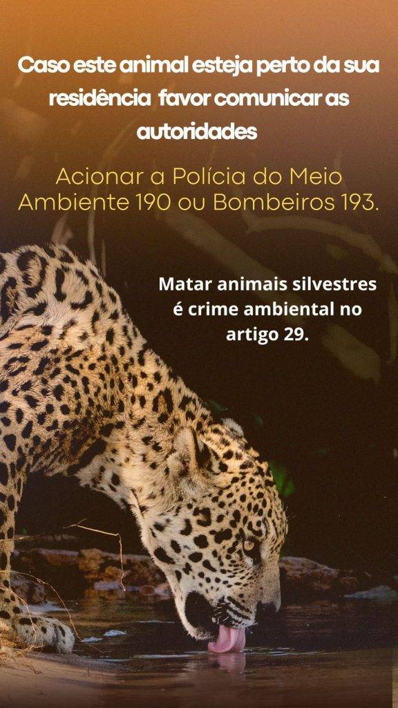 Supostos ataques de Onça preocupam pecuaristas na região - Imagem do WhatsApp de 2025 10 19 as 14.52.39 0920525a