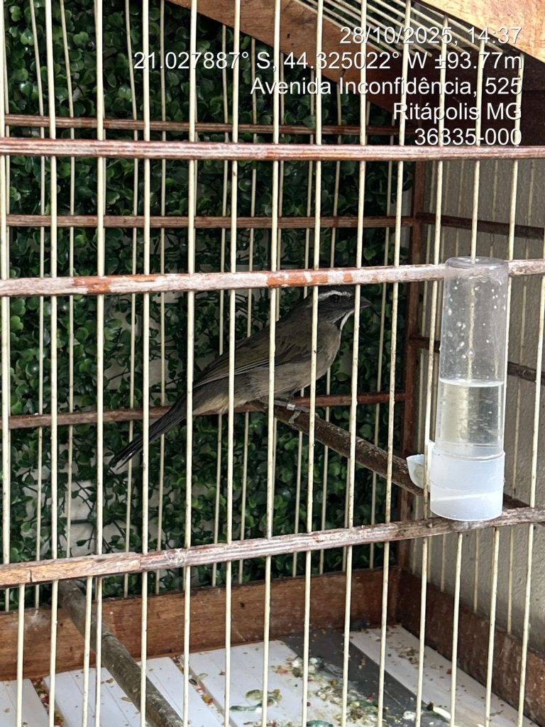 Operação policial apreende nove pássaros silvestres em cidades da região 3 Operação policial apreende nove pássaros silvestres em cidades da região - Imagem do WhatsApp de 2025 10 30 as 08.49.43 73850bc7