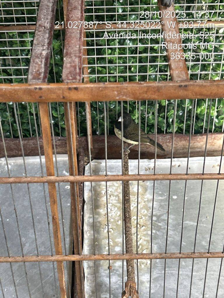 Operação policial apreende nove pássaros silvestres em cidades da região 1 Operação policial apreende nove pássaros silvestres em cidades da região - Imagem do WhatsApp de 2025 10 30 as 08.49.43 ae2c293a