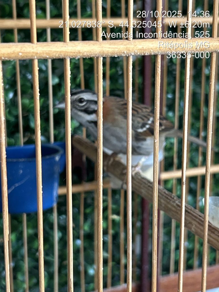 Operação policial apreende nove pássaros silvestres em cidades da região 2 Operação policial apreende nove pássaros silvestres em cidades da região - Imagem do WhatsApp de 2025 10 30 as 08.49.44 73d54ed5