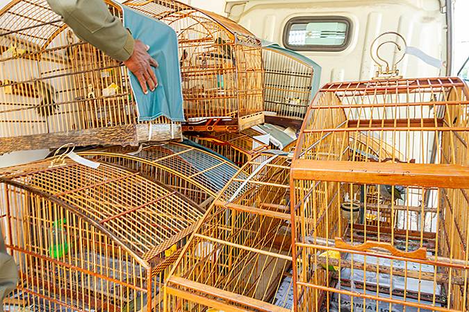 Operação Libertas tem cidades da região como foco e desarticula rede de tráfico de animais silvestres 1 Operação Libertas tem cidades da região como foco e desarticula rede de tráfico de animais silvestres - NOTICIA03 op libertas ceda EricBezerraIMG 3739