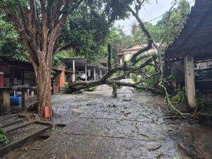 Chuva derruba árvores sobre veículos em condomínio de Barbacena - IMG 20251109 WA0009