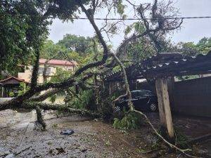 Chuva derruba árvores sobre veículos em condomínio de Barbacena - IMG 20251109 WA0011