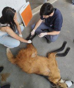 Espécime de lobo-guará apresenta quadro estável após atropelamento - Imagem do WhatsApp de 2025 11 01 as 17.31.09 c1c8f864