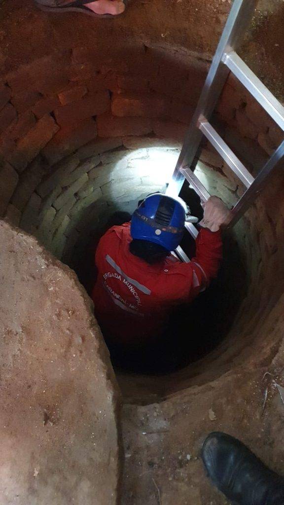 Brigada Municipal resgata filhotes de gato em cisterna de Pedra do Sino - Imagem do WhatsApp de 2025 11 23 as 22.36.08 110a146a