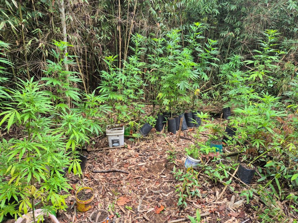PM encontra plantação de maconha em Pinheiro Grosso - WhatsApp Image 2025 12 21 at 13.19.39