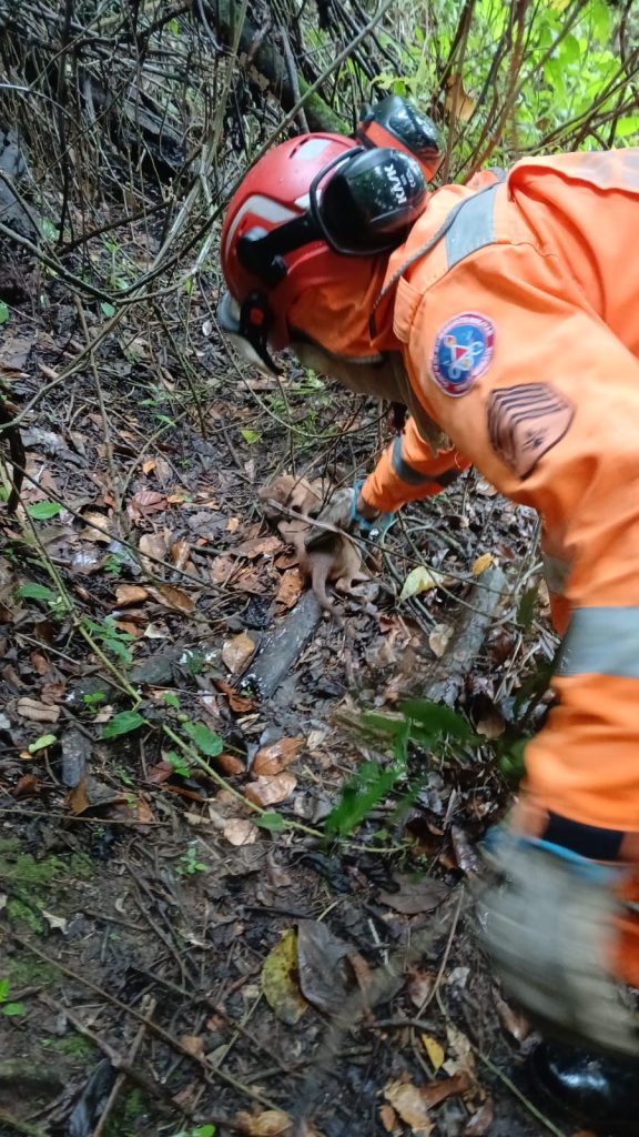 Filhote de cachorro resgatado após ficar três dias perdido às margens de rio - Foto de Fernando 1 13
