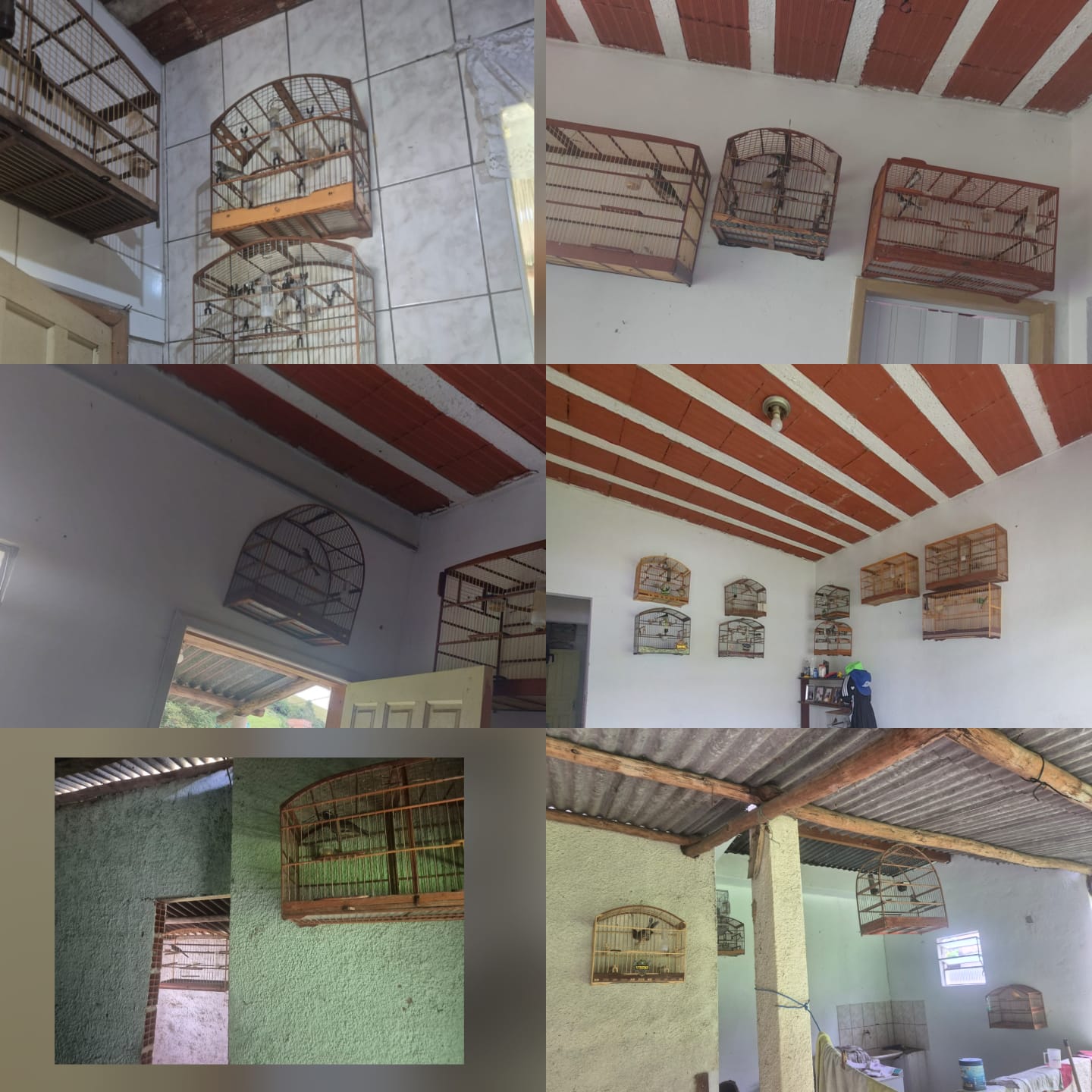 Polícia resgata mais de 40 pássaros silvestres em cativeiro em Juiz de Fora - WhatsApp Image 2026 01 05 at 09.19.11