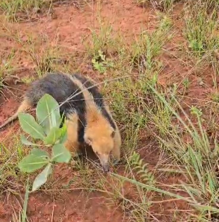 Tamanduá-mirim resgatado em área urbana de Congonhas - IMG 20260206 WA0008