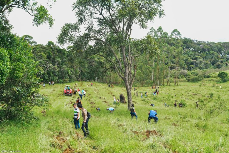 Mutirão ambiental promove plantio de mil mudas no Horto Municipal 8 Mutirão ambiental promove plantio de mil mudas no Horto Municipal - PMudas 12