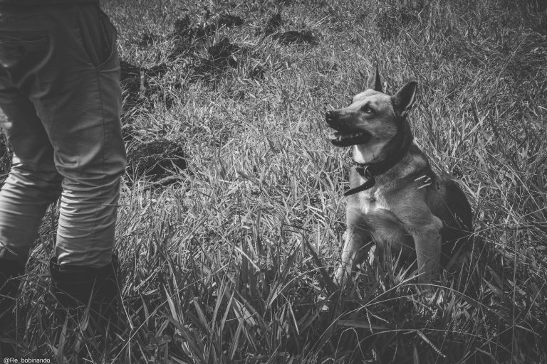 Mutirão ambiental promove plantio de mil mudas no Horto Municipal 12 Mutirão ambiental promove plantio de mil mudas no Horto Municipal - PMudas 16