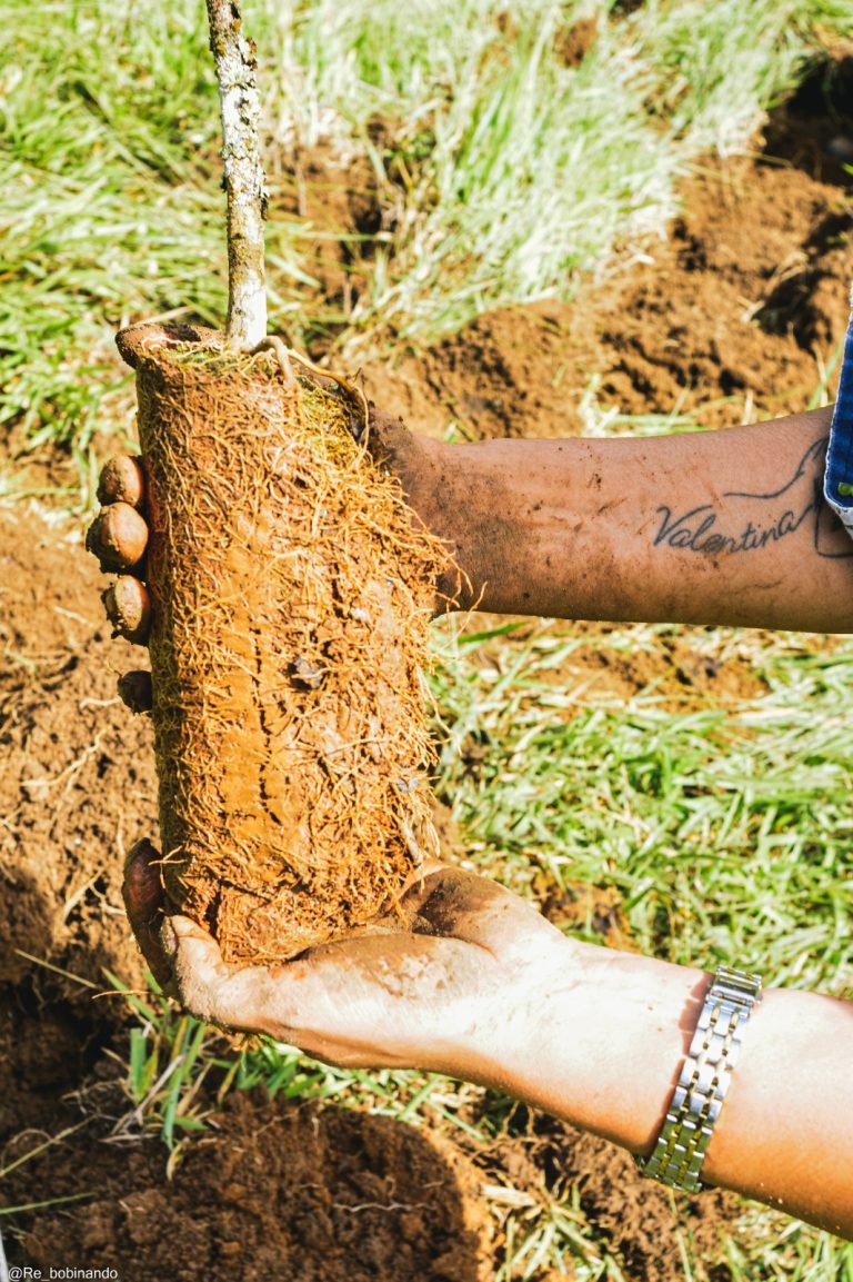 Mutirão ambiental promove plantio de mil mudas no Horto Municipal 19 Mutirão ambiental promove plantio de mil mudas no Horto Municipal - PMudas 19