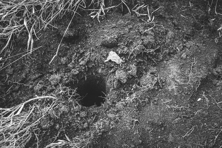 Mutirão ambiental promove plantio de mil mudas no Horto Municipal 2 Mutirão ambiental promove plantio de mil mudas no Horto Municipal - PMudas 2