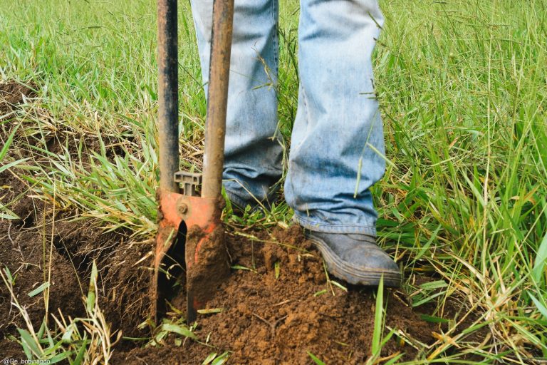 Mutirão ambiental promove plantio de mil mudas no Horto Municipal 3 Mutirão ambiental promove plantio de mil mudas no Horto Municipal - PMudas 6