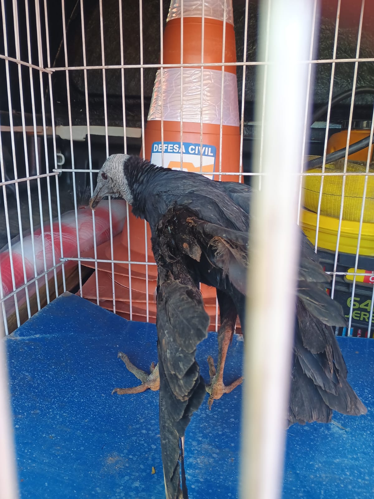 Brigada Municipal resgata ave silvestre ferida em Carandaí - Foto de Fernando Neto 1 6