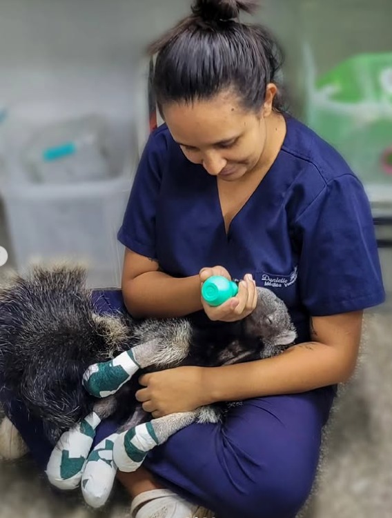 Veterinária barbacenense ministra minicurso sobre emergência em animais silvestres em Juiz de Fora - Daniela ferreira 1