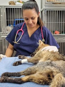 Veterinária barbacenense ministra minicurso sobre emergência em animais silvestres em Juiz de Fora - Daniela ferreira 2
