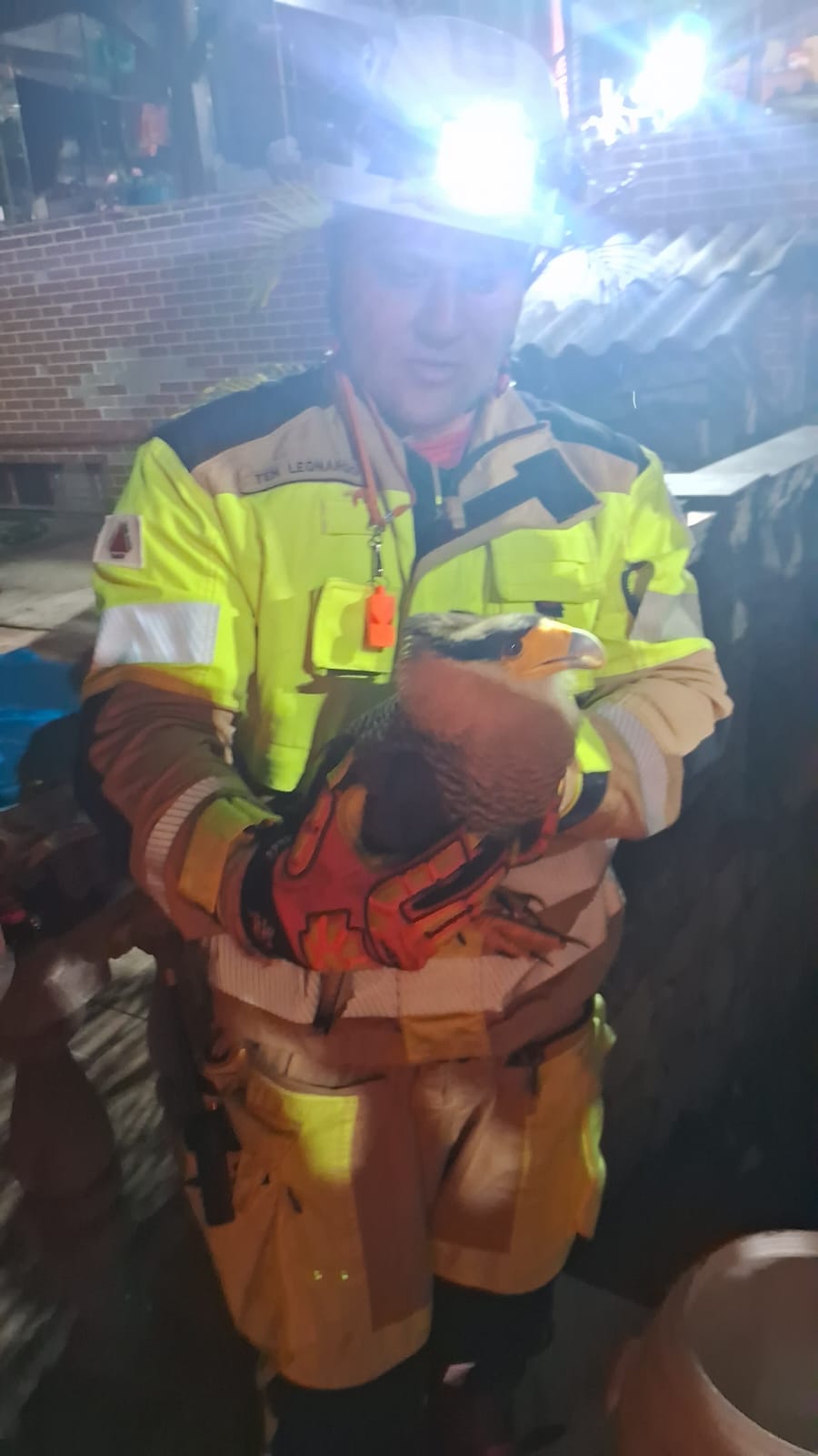 Bombeiros resgatam ave silvestre ferida no Pontilhão - Foto de Fernando 1 4