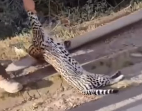 Animal silvestre morre atropelado na BR-040 próximo a Ewbanck da Câmara - WhatsApp Image 2026 05 09 at 10.41.38