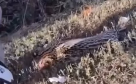 Animal silvestre morre atropelado na BR-040 próximo a Ewbanck da Câmara - WhatsApp Image 2026 05 09 at 10.42.31